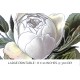 Baroness Rothschild Rose