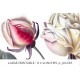 Dijon Tea Rose