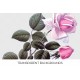France Hybrid Tea Rose