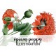 Opium Poppy