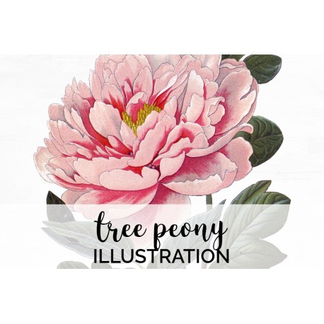 Tree Peony