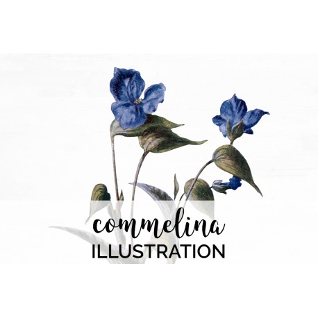 Commelina