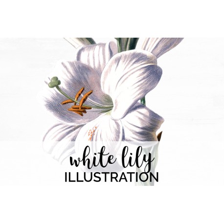 White Lily