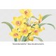 Flower Yellow Daffodil