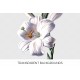 White Lily