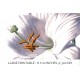 White Lily
