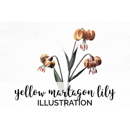 Yellow Martagon Lily
