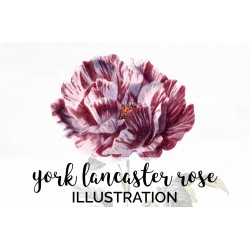 York Lancaster Rose
