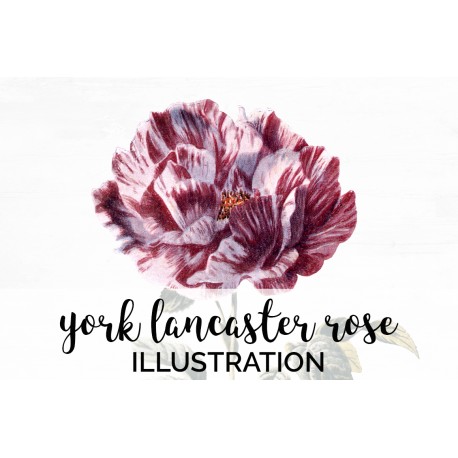 York Lancaster Rose