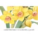 Flower Yellow Daffodil