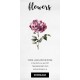 York Lancaster Rose