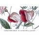 Sweet Pea
