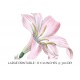 Rain Lily