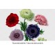 Poppy Anemone Bouquet