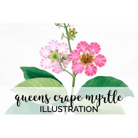 Queens Crape Myrtle