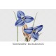 Sapphire Patersonia
