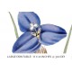 Sapphire Patersonia