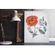 Eastern Poppy Virginian Long Wort