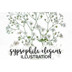 Gypsophila Elegans