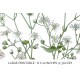 Gypsophila Elegans