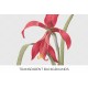 Single Amaryllis