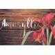 Single Amaryllis