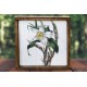 Chysis Bractescens Orchid