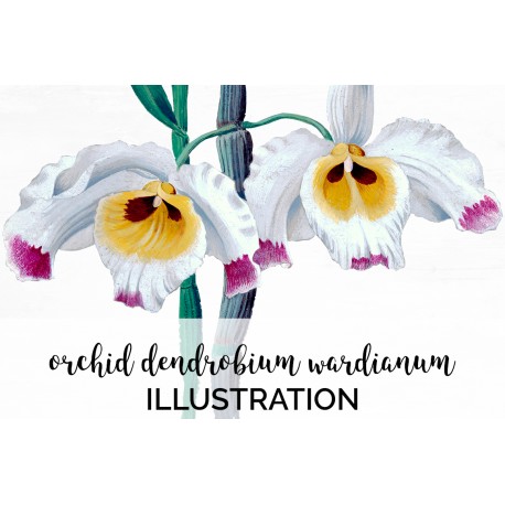 White Orchid Dendrobium Wardianum