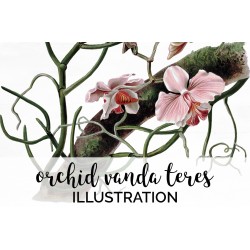 Orchid Vanda Teres