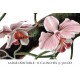 Orchid Vanda Teres