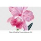 Cattleya Malanana Oorchid