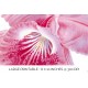 Cattleya Malanana Oorchid