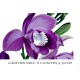 Epistephium Williamsii Orchid