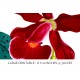 Cattleya Schilleriana Orchid