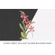 Mesospinidium Vulcanicum Orchid