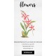 Mesospinidium Vulcanicum Orchid