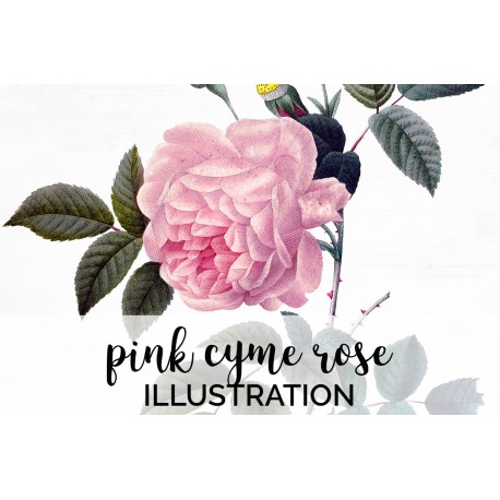 Pink Cyme Rose