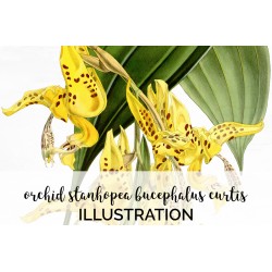 Orchid Stanhopea Bucephalus Curtis