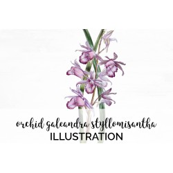 Purple Orchid Galeandra Styllomisantha