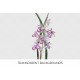 Purple Orchid Galeandra Styllomisantha