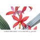 Orchid Prosthechea Vitellina