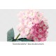 Pink Hydrangea Redoute