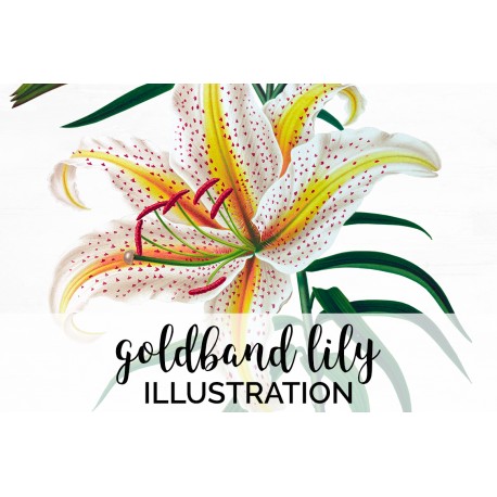 Goldband Lily