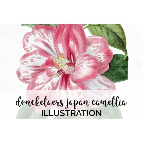 Donckelaers Japan Camellia