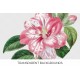 Donckelaers Japan Camellia