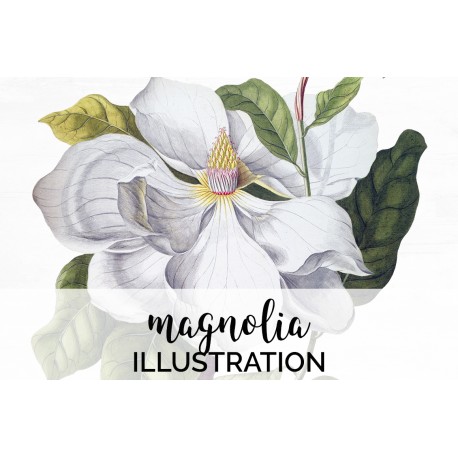 Magnolia