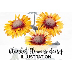 Blanket Flowers Daisy