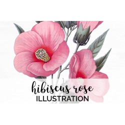 Hibiscus Rose