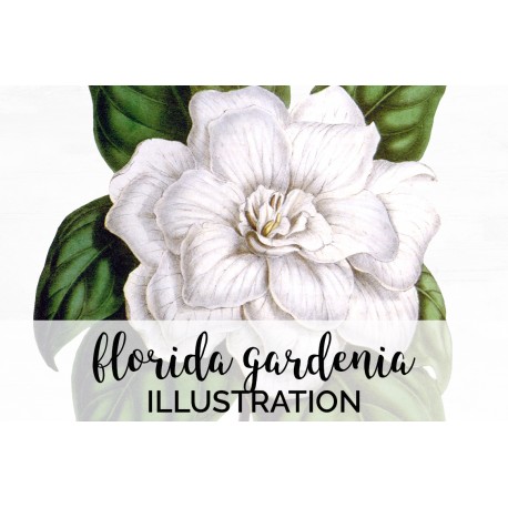 Florida Gardenia