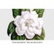 Florida Gardenia